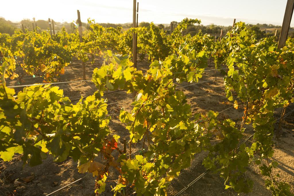 Allegretto Vineyard Resort El Paso de Robles Exterior foto